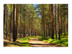 🌲 Lesní pedagogika – Podzim v lese 🍂